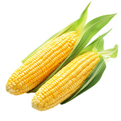 Fresh, golden corn on the cob, showcasing plump kernels and vibrant green husks, perfect for summer dishes and healthy eating.
