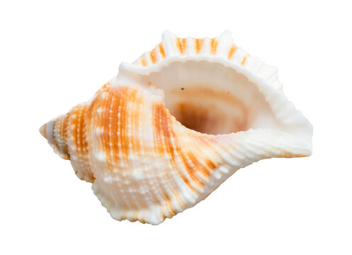 seashell isolated on white