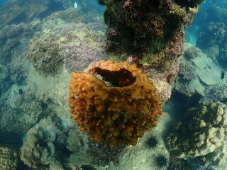 under the sea  Coral reef and coral in the sea