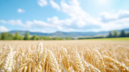 Naklejka premium Golden wheat field under a vibrant blue sky (2)