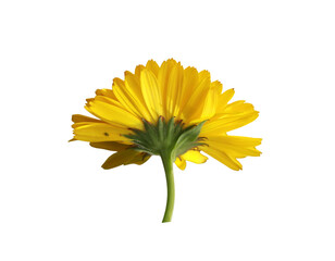 yellow gerber flowers