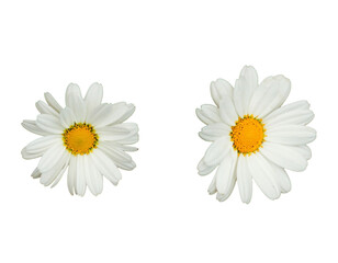 daisies isolated on white background