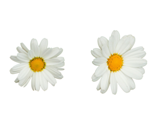 daisies isolated on white background