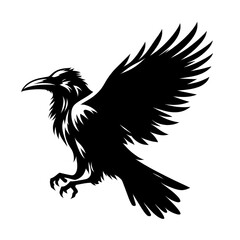 This is a beautiful black and white crow.