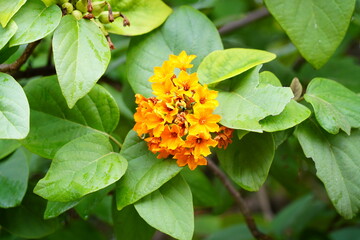 Cordia dodecandra, commonly known as ziricote, is a tropical hardwood tree native to Central America. Valued for its dark, figured wood, it’s used in fine furniture, instruments, and decorative work. 
