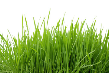 Obraz premium Grass clipping image. For compositing.