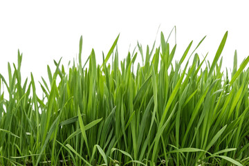 Obraz premium Grass clipping image. For compositing.