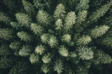 Fototapeta premium Aerial View of Dense Evergreen Forest Canopy, Lush Green Trees and Woodland from Above
