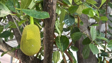 unripe green jackfruit tree . Young jackfruit on the jackfruit tree