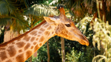 A close up portrait of a Giraffe, in The Sao Paulo Zoo in Brazil.