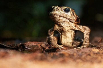 Sapo cururu na beira do rio. 