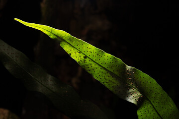 Folha de broto de planta da Mata Atlântica Brasileira. 