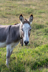 Fototapeta premium donkey in the field