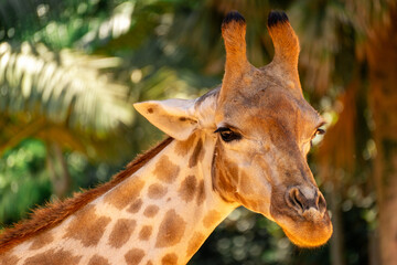 A close up portrait of a Giraffe, in The Sao Paulo Zoo in Brazil.