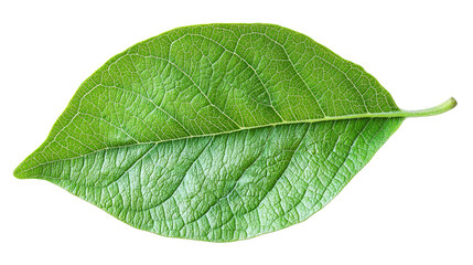 Close-up of a Vibrant Green Leaf, Nature Photography