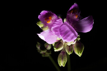 Flor de cor lilás no escuro da Mata Atlântica. 