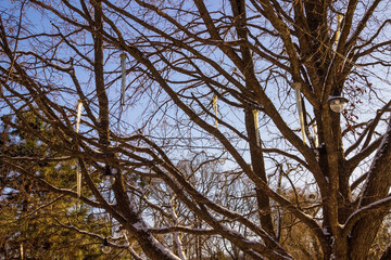 Tree branches without leaves against the blue sky. Artificial icicles-decorations hang on the branches. Snow on  branches.