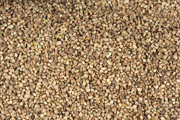 Hemp seeds, cannabis grains, marijuana kernels, oil hempseeds pile