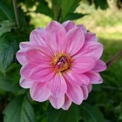 Obraz premium A Dahlia pinnata flower in full bloom, revealing its petals