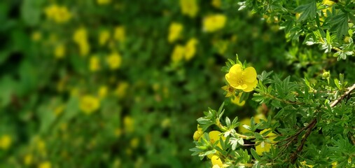 Primrose flower in full bloom