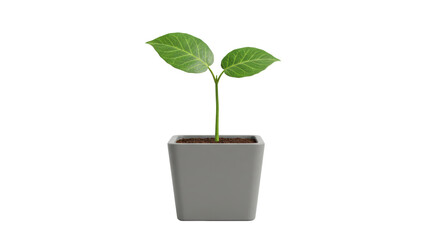 Isolated Small Plant in Pot