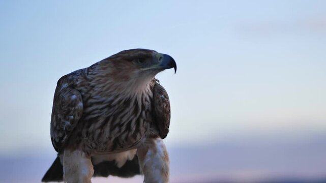 Falcon standing on falconer's arm with jesses on its legs with blurred black sea and mountains in background at sunset