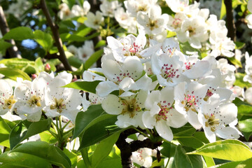 Spring background. Blooming apple tree