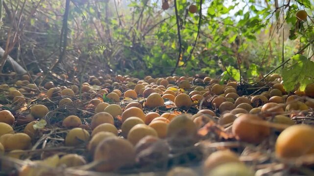 Movement over yellow fruits of wild apricots and plums lying like carpet under tree against a background of green leaves and bright morning sun