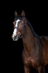 Obraz premium Brown horse portrait in black background