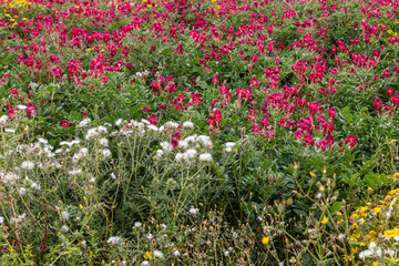 Colorful wildflower field in spring, Malta. A vibrant field of wild white, pink, and yellow flowers blooming in spring in Malta. A beautiful natural scene showcasing the island’s rich flora