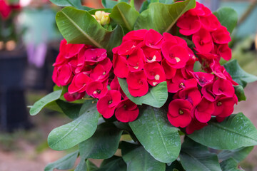 Soft blurry image and close up on beautifull red Mahkota duri flower or Euphorbia milli. This plant though to have the originated in the Middle East since ancient times. Bloom Euphorbia at home garden