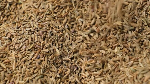Organic Cumin Seeds for Cooking and Seasoning Pour Slow Motion
