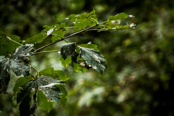 leaves in the rain