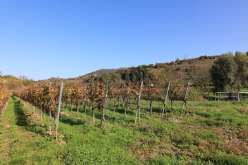 Obraz premium Blick auf die Naturlandschaft des Kaiserstuhls in Baden-Württemberg 