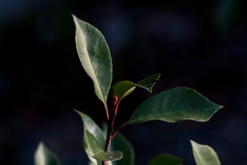 green leaves on a black background