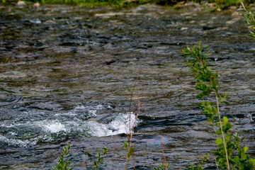heron in the grass