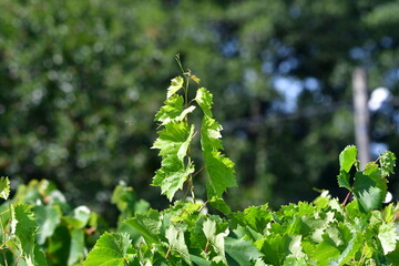 green leaves of a tree