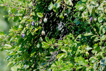 green leaves background