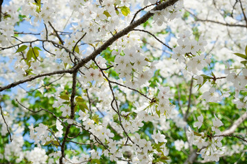 White Japanese cherry blossoms