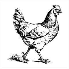 A chicken is walking on a white background