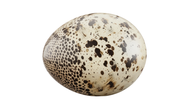 Unique Egg with Nature's Mark: A close-up shot reveals a speckled egg with unique patterns, hinting at the wonders of nature.