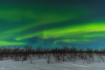 Aurora borealis, northern lights, over the forest around Kiruna, Lapland. Sweden.