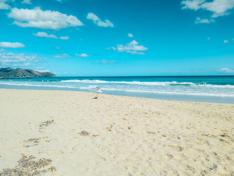 seagull on the beach 