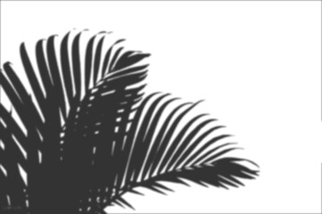 a minimalist and artistic representation of palm leaves, A leaf shadow