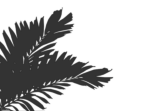 a minimalist and artistic representation of palm leaves, A leaf shadow