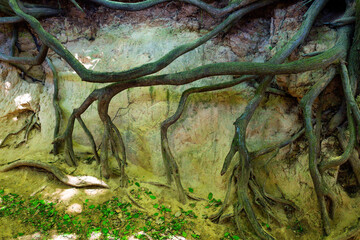 roots going into the ground, Root gorge near Kazimierz Dolny, Poland, Europe.