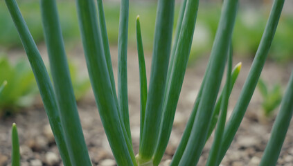 green onions grow in the garden in close-up. land, field