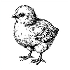 A black and white drawing of a small chicken © dasha122007