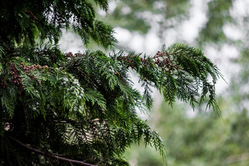 pine tree branches