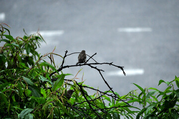 bird on a branch